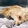 Coco is registered to the contest to win money with this photo: dog, small_dog, fluffy, golden_fur, long_hair, sleeping, resting, close_up, pet, animal, bow, plush_toy, blanket, cozy, indoors, brown_eye, black_nose, cute, portrait, soft_texture