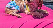 Coco joined the competition — help win amazing prizes! dog, small_dog, pet, animal, sunglasses, heart_shaped_sunglasses, clothing, swimsuit, harness, pink, outdoor, sunlight, poolside, cushion, lounging, wet_fur, fluffy, fashion, portrait, summer