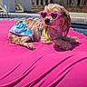 dog, small_dog, pet, animal, sunglasses, heart_shaped_sunglasses, clothing, swimsuit, harness, pink, outdoor, sunlight, poolside, cushion, lounging, wet_fur, fluffy, fashion, portrait, summer