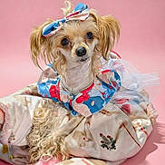 Coco is registered to the contest to win money with this photo: dog, small_dog, pet, portrait, fashion, bow, dress, costume, colorful, pink_background, studio, fluffy, long_hair, brown_and_white, cute, sitting, collar, jewelry, blanket, close_up