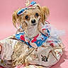 dog, small_dog, pet, portrait, fashion, bow, dress, costume, colorful, pink_background, studio, fluffy, long_hair, brown_and_white, cute, sitting, collar, jewelry, blanket, close_up