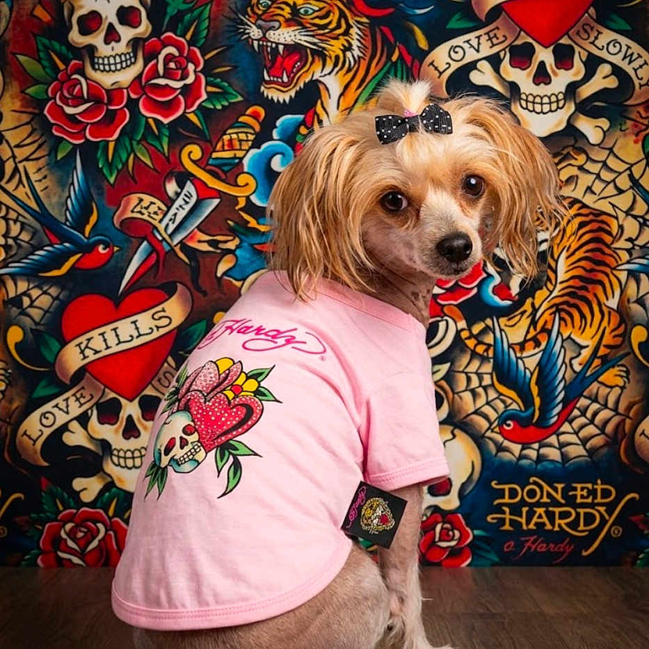 Coco is registered to the contest to win money with this photo: dog, pet, portrait, sitting, bow, pink_shirt, clothing, fashion, cute, small_dog, long_hair, brown_fur, dark_eyes, indoors, wood_floor, tattoo_art, skulls, roses, tiger, colorful_background