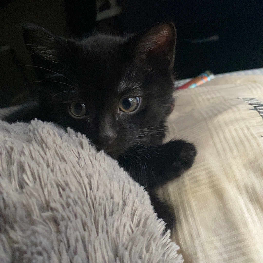 Tokyo joined the competition — help win amazing prizes! abyssinian, animal, bed, bedroom, blackcat, blanket, cat, couch, furniture, homedecor, indoors, kitten, laundry, linen, manx, pet, quilt, room, siamese