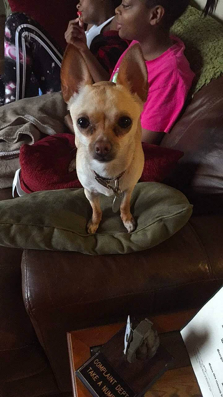 Tootie joined the competition — help win amazing prizes! ancient_dog_breeds, canidae, carnivore, chihuahua, companion_dog, corgi_chihuahua, dog, dog_breed, ear, fawn, mammal, person, puppy, russkiy_toy, snout, toy_dog, vertebrate