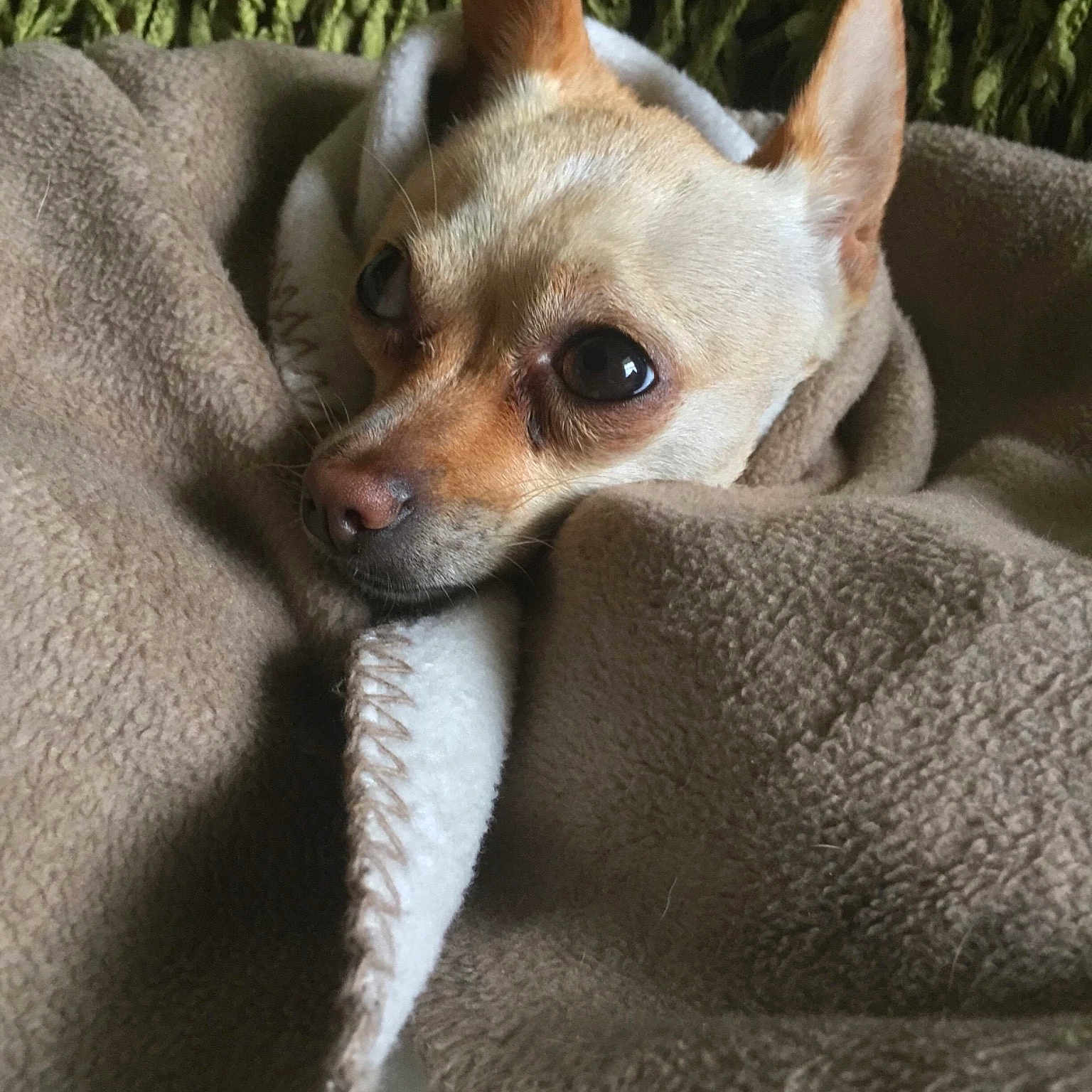 Tootie is registered to the contest to win money with this photo: american_hairless_terrier, canidae, carnivore, chihuahua, companion_dog, corgi_chihuahua, dog, dog_breed, fawn, mammal, miniature_fox_terrier, prazsky_krysarik, rat_terrier, russkiy_toy, snout, teddy_roosevelt_terrier, toy_dog, toy_fox_terrier, vertebrate, whiskers