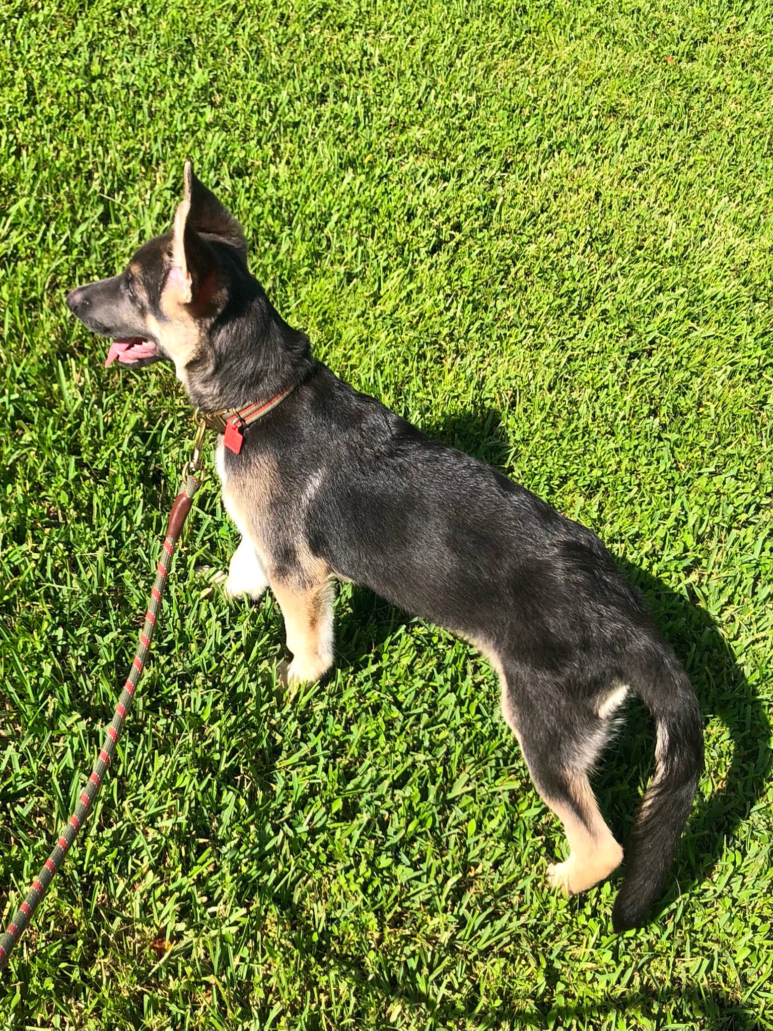 Maverick joined the competition — help win amazing prizes! canidae, carnivore, collar, companion_dog, dog, dog_breed, dog_collar, dog_supply, east_european_shepherd, grass, groundcover, herding_dog, leash, pet_supply, plant, recreation, snout, sporting_group, tail, working_dog