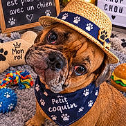 Stevy a rejoint le concours — aidez-le/la à gagner de superbes lots ! ball, bandana, brown_dog, bulldog, burger_toy, chalkboard, chew_toy, cozy_decor, dog, indoor, paw_prints, pet, plant, plush_toy, portrait, rope_toy, rug, sitting, straw_hat, wrinkled_face