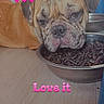 Stevy participe au concours pour gagner de l'argent avec cette photo : animal, brown_dog, close_up, companion, cute, dog, domestic_animal, expression, feeding, floor, food_bowl, household, indoor, love_it, pet, pink_hearts, pug_like, resting, text_overlay, wrinkles