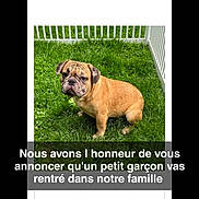 Stevy participe au concours pour gagner de l'argent avec cette photo : animal, brown_dog, canine, cute, daylight, dog, domestic_animal, fence, fur, grass, greenery, looking_at_camera, nature, outdoor, pet, portrait, sitting, small_dog, wrinkled_face, yard