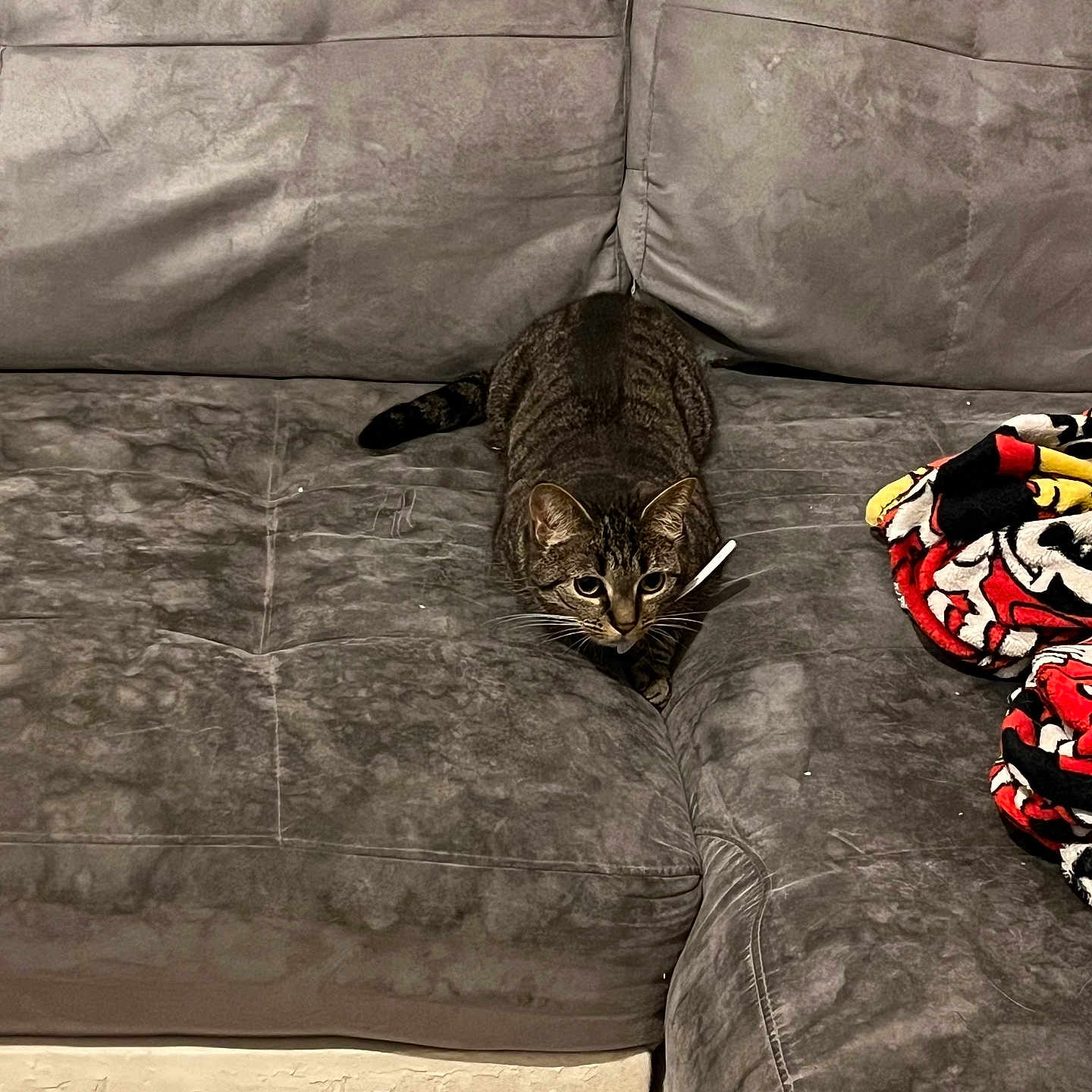 Oréo participe au concours pour gagner de l'argent avec cette photo : animal, architecture, blanket, building, cat, chair, couch, cushion, furniture, homedecor, indoors, interiordesign, kitten, linen, livingroom, manx, person, pet, room, sleeping