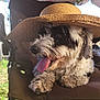 animal, black_and_white, camping_chair, canine, chair, dog, fur, grass, happy, hat, nature, outdoor, pet, relaxed, resting, straw_hat, summer, sunlight, tongue, tongue_out
