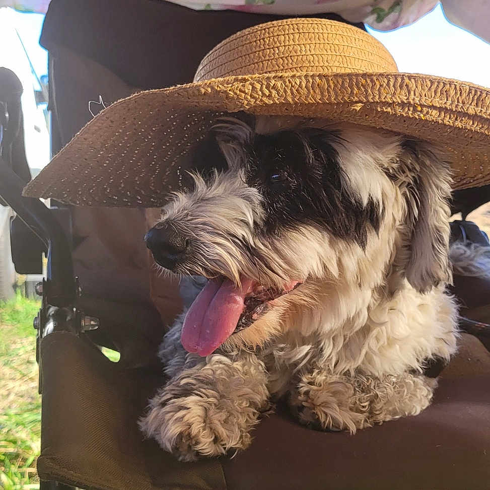 Bandit participe au concours pour gagner de l'argent avec cette photo : animal, black_and_white, camping_chair, canine, chair, dog, fur, grass, happy, hat, nature, outdoor, pet, relaxed, resting, straw_hat, summer, sunlight, tongue, tongue_out