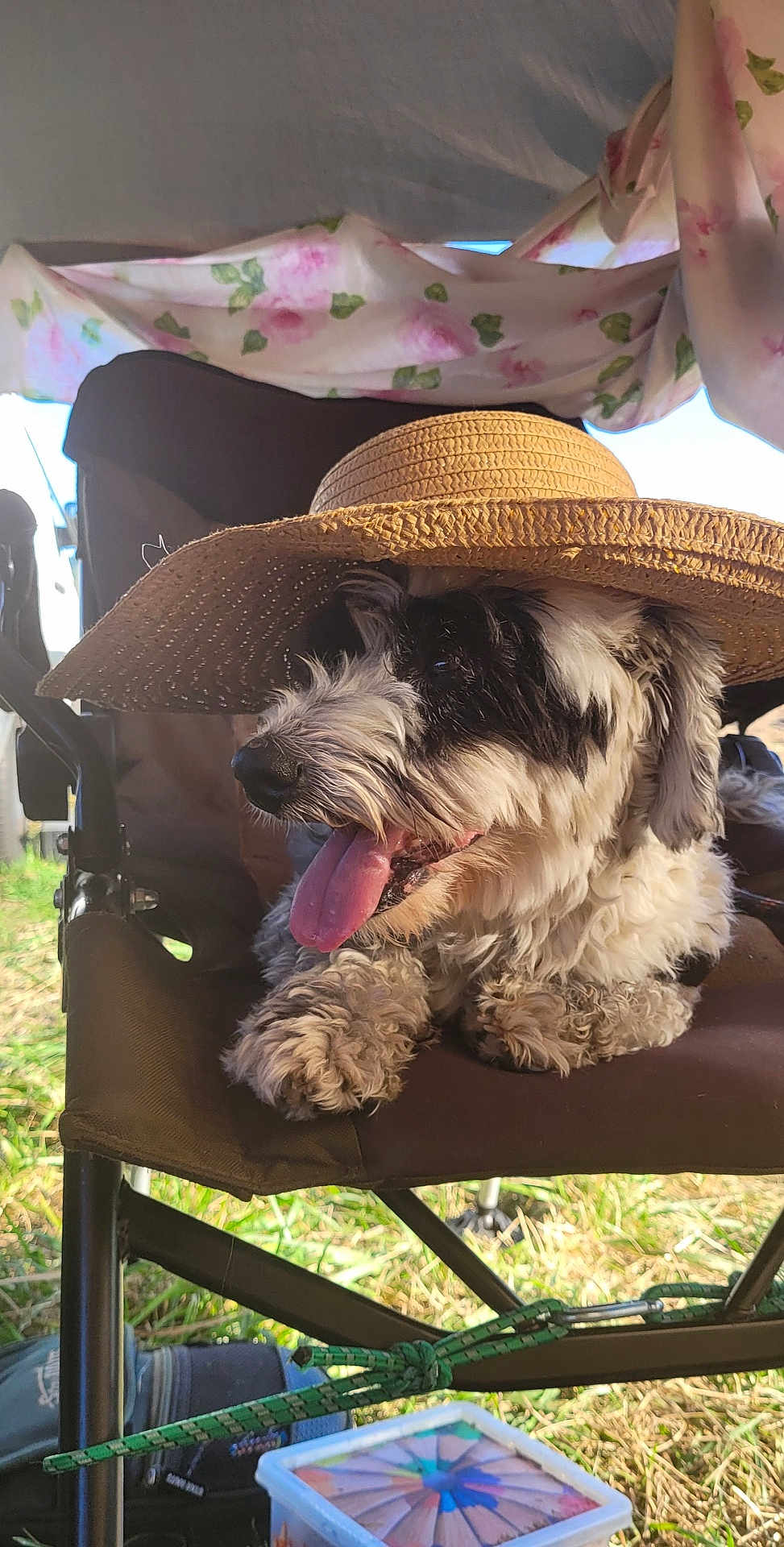 Bandit
