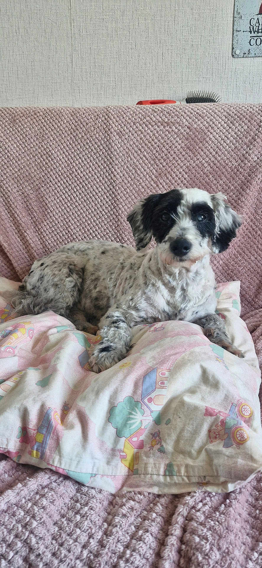 Bandit a rejoint le concours — aidez-le/la à gagner de superbes lots ! dog, black_and_white, lying_down, pillow, patterned_pillow, pink_blanket, knitted_blanket, indoor, pet, cute, relaxed, fur, animal, companion, resting, canine, home, cozy, soft_texture, comfort