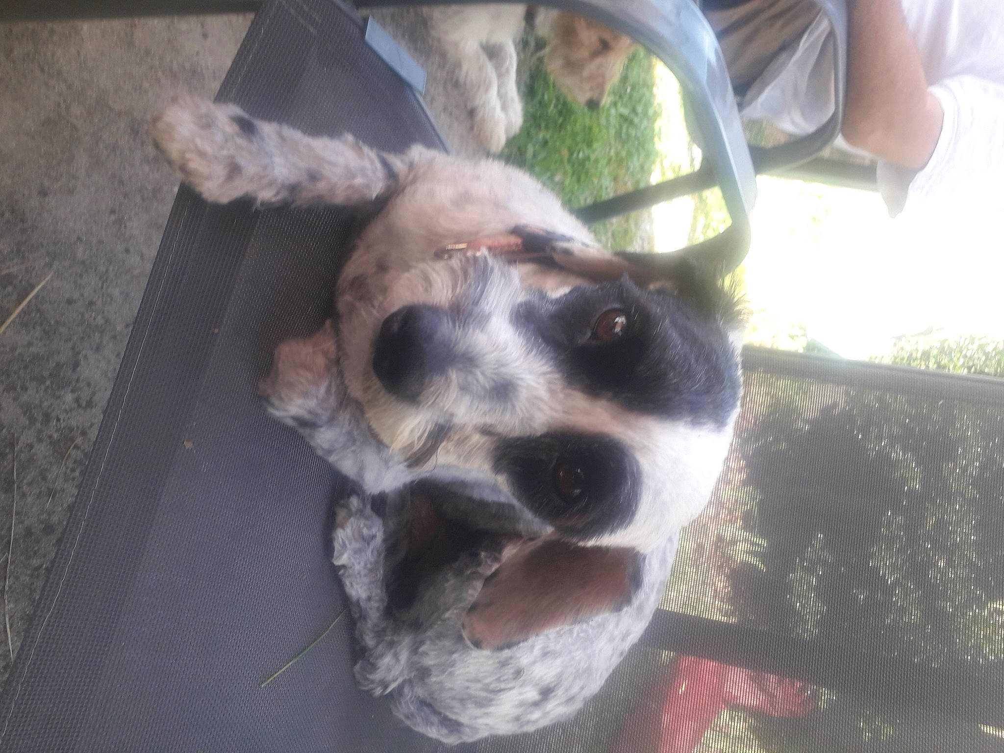 Bandit participe au concours pour gagner de l'argent avec cette photo : canidae, carnivore, dog, dog_breed, nose, pointer, snout, sporting_group, street_dog