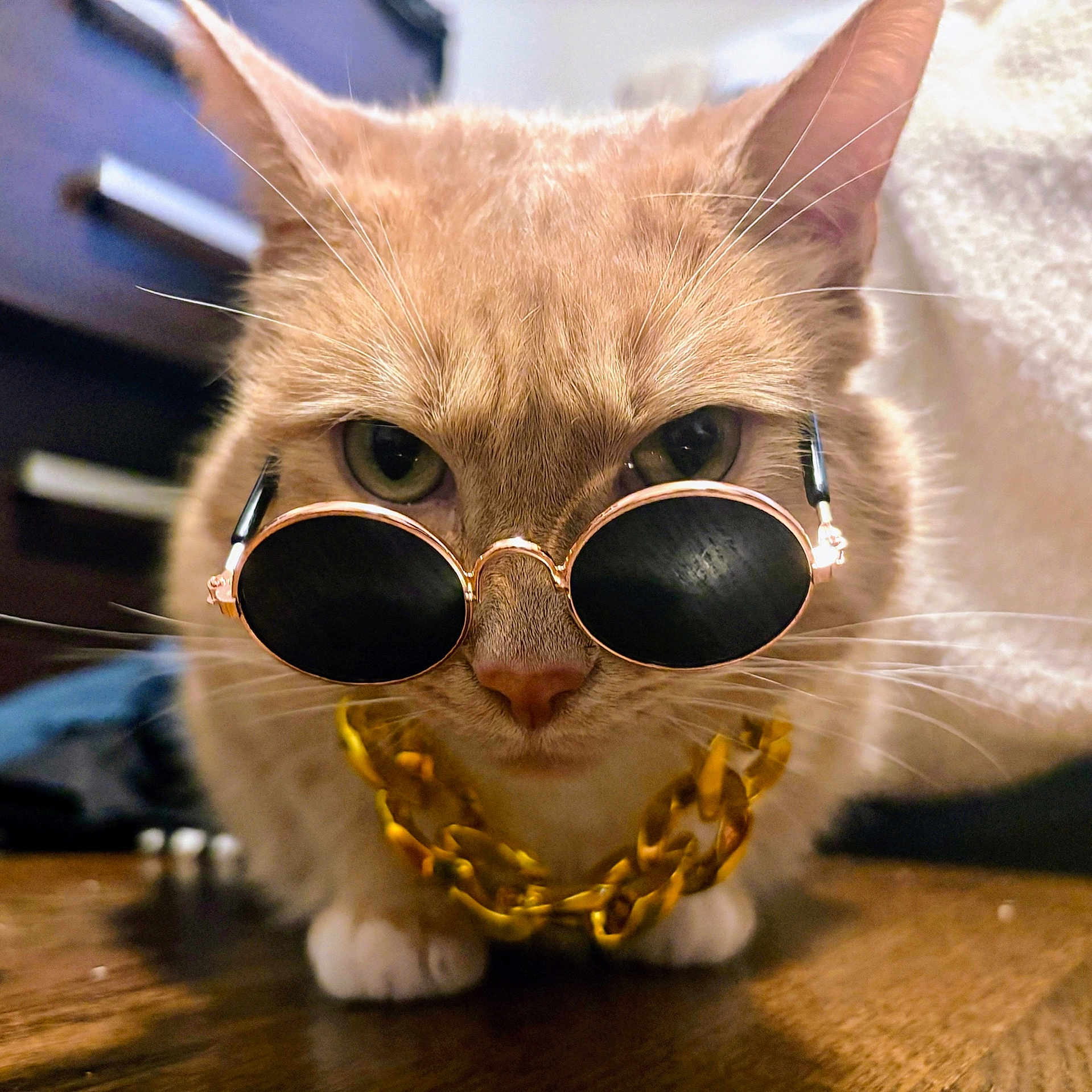 Toby joined the competition — help win amazing prizes! accessory, animal, blurred_background, cat, close_up, cool, cute, domestic_animal, ears, fashion, feline, floor, gold_chain, indoor, looking, nose, pet, portrait, sunglasses, whiskers