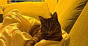 Tuffy is registered to the contest to win money with this photo: cat, tabby_cat, couch, blanket, indoor, window, lamp, yellow_light, cozy, relaxed, pet, feline, fur, whiskers, living_room, home, comfort, domestic_animal, resting, evening