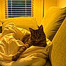 cat, tabby_cat, couch, blanket, indoor, window, lamp, yellow_light, cozy, relaxed, pet, feline, fur, whiskers, living_room, home, comfort, domestic_animal, resting, evening