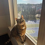 Tuffy joined the competition — help win amazing prizes! cat, tabby_cat, windowsill, window, sunlight, daylight, indoor, pet, animal, green_eyes, curious, feline, fur, looking_up, screen, outdoor_view, sports_field, tree, shadow, home