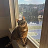 cat, tabby_cat, windowsill, window, sunlight, daylight, indoor, pet, animal, green_eyes, curious, feline, fur, looking_up, screen, outdoor_view, sports_field, tree, shadow, home