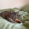 Tuffy is registered to the contest to win money with this photo: cat, tabby, green_blanket, indoor, pet, feline, stretching, relaxed, fur, whiskers, ears, paws, bed, cozy, animal, cute, resting, looking, closeup, soft