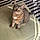 Tuffy