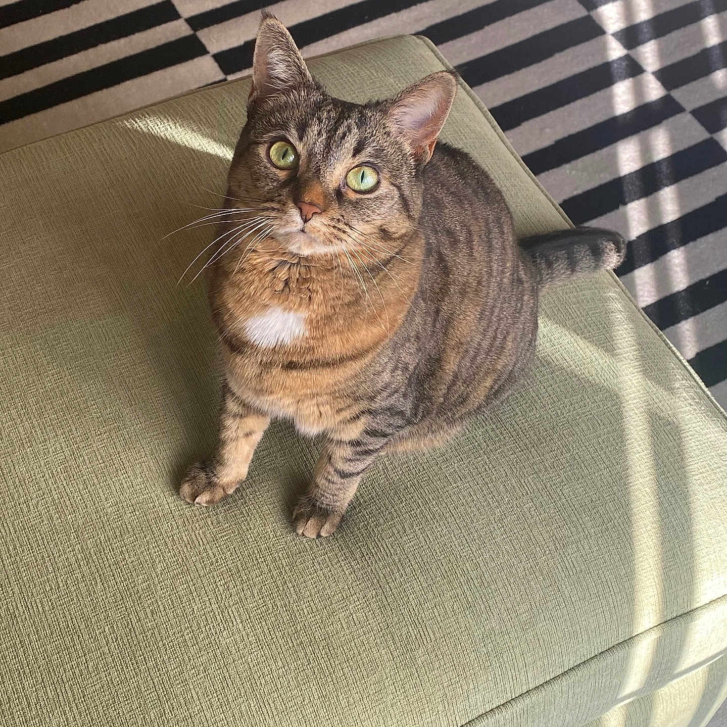 Tuffy joined the competition — help win amazing prizes! cat, tabby, green_eyes, ottoman, texture, sunlight, shadow, striped_rug, indoor, pet, feline, curious, sitting, fur, whiskers, closeup, floor, cozy, domestic_animal, looking_up