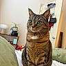 Tuffy is registered to the contest to win money with this photo: cat, tabby, pet, indoor, bed, green_eyes, feline, fur, whiskers, ears, sitting, looking_away, domestic_animal, household, door, hanger, shelf, plant, blanket, room