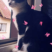 Wiz a rejoint le concours — aidez-le/la à gagner de superbes lots ! animal, black_and_white, butterflies, cat, curtain, ears, feline, fur, indoor, looking_outside, nature, paws, peaceful, pet, quiet, soft_light, still_life, whiskers, window, windowsill