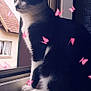 animal, black_and_white, butterflies, cat, curtain, ears, feline, fur, indoor, looking_outside, nature, paws, peaceful, pet, quiet, soft_light, still_life, whiskers, window, windowsill