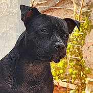 Vaya participe au concours pour gagner de l'argent avec cette photo : dog, black_dog, pet, canine, portrait, closeup, outdoor, garden, plants, greenery, fur, wet_fur, ears, snout, animal, calm, sitting, nature, daylight, background_blur