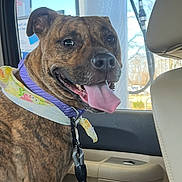Leia joined the competition — help win amazing prizes! animal, bandana, brindle, canine, car, close_up, collar, daylight, dog, gas_pump, happy, interior, leash, pet, portrait, seat, sitting, smiling, tongue_out, window