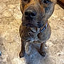 Leia joined the competition — help win amazing prizes! animal, brindle, brown, canine, collar, curious, dog, domestic, ears, eyes, face, floor, house, indoor, kitchen, looking_up, mammal, pet, tile_floor, waiting