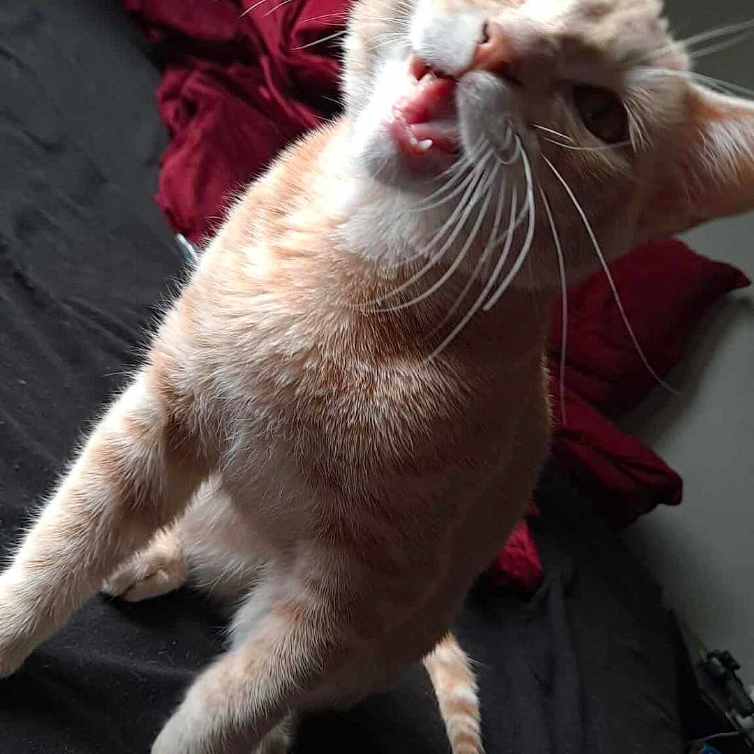 Oscar
