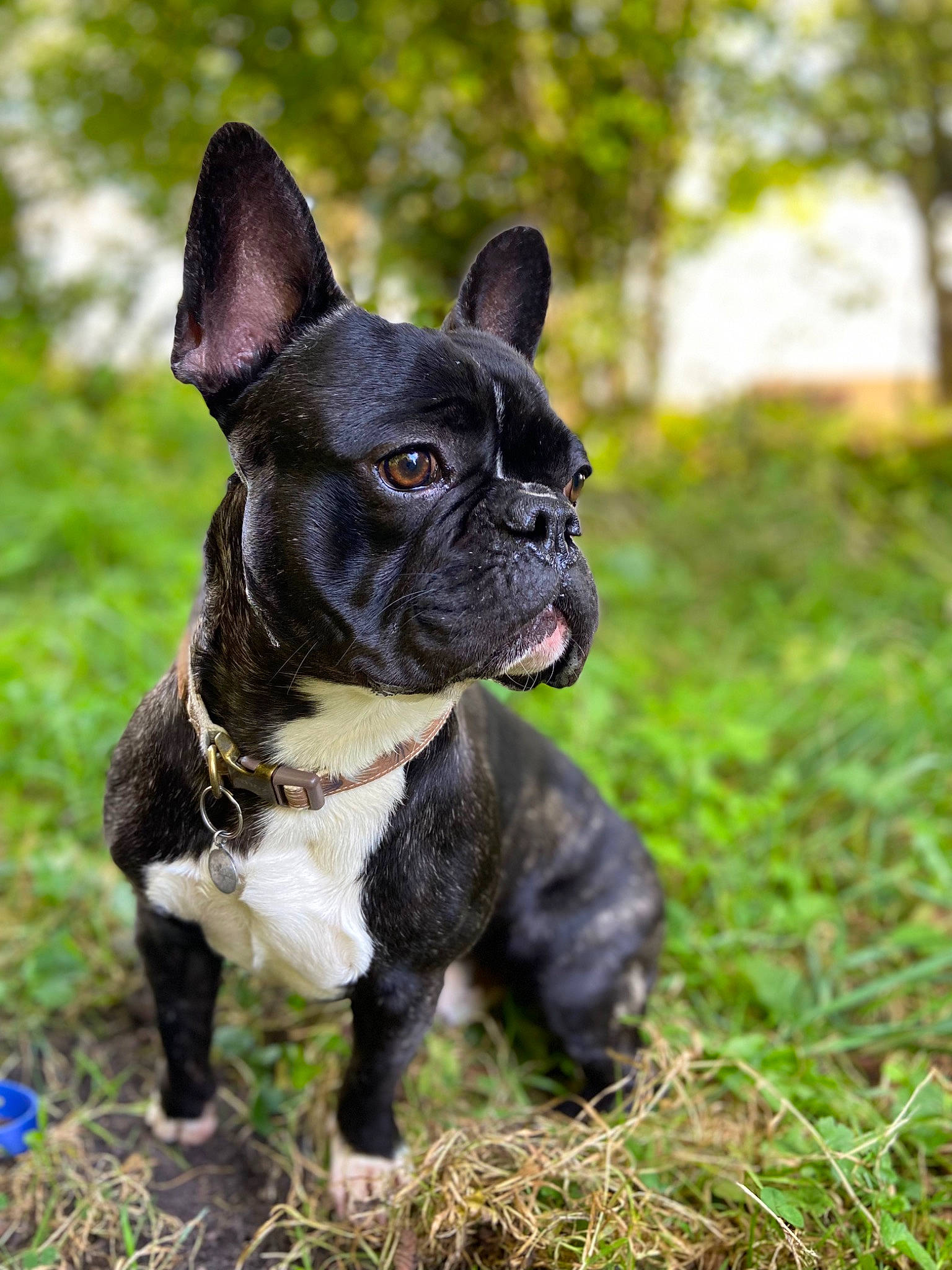 Georges participe au concours pour gagner de l'argent avec cette photo : bulldog, canidae, carnivore, collar, companion_dog, dog, dog_breed, dog_collar, ear, fawn, french_bulldog, grass, sculpture, snout, sporting_group, terrestrial_animal, toy_dog, tree, whiskers, working_animal
