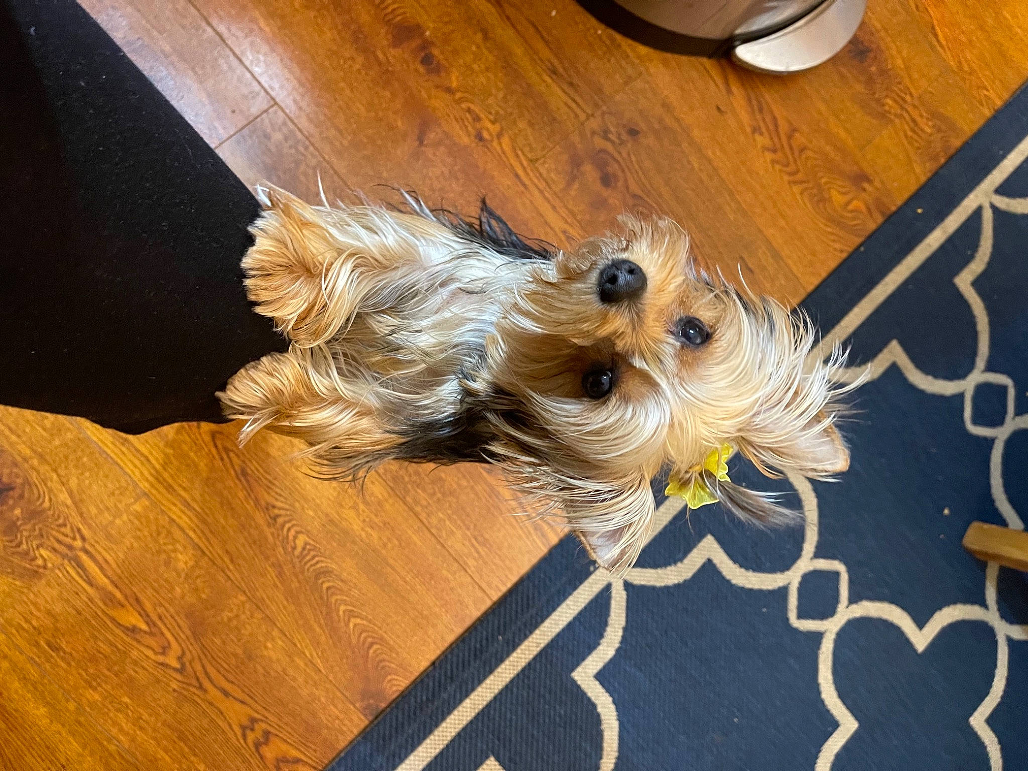 Cassidy joined the competition — help win amazing prizes! carnivore, companion_dog, dog, dog_breed, fawn, floor, flooring, fur, hardwood, laminate_flooring, liver, snout, sporting_group, tail, toy_dog, varnish, wine_glass, wing, wood, wood_stain