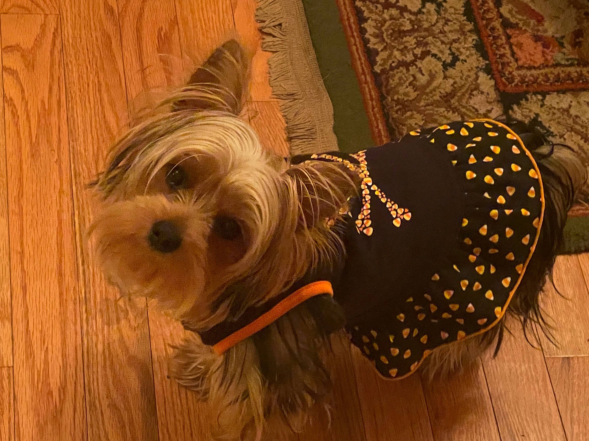 Cassidy joined the competition — help win amazing prizes! canidae, carnivore, chinese_crested_dog, companion_dog, costume_hat, dog, dog_breed, dog_clothes, dog_supply, fashion_accessory, fawn, hat, liver, small_terrier, snout, sporting_group, sunglasses, toy_dog, wood, working_animal