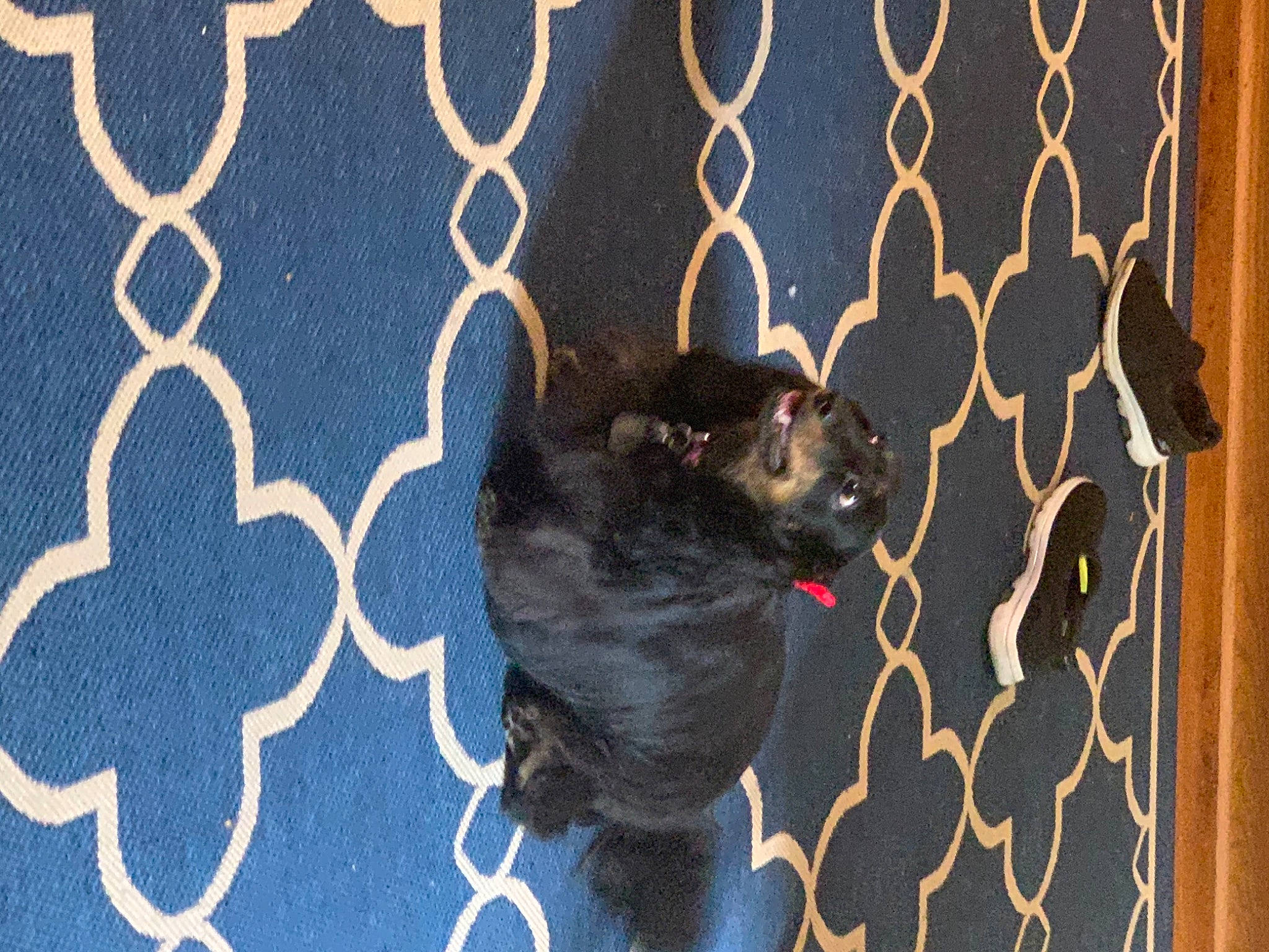 Rusti is registered to the contest to win money with this photo: animal_shelter, carnivore, dog, dog_breed, electric_blue, fawn, felidae, fence, mammal, mesh, pattern, pet_supply, small_to_medium_sized_cats, snout, sporting_group, tail, tints_and_shades, vertebrate, whiskers, wire_fencing