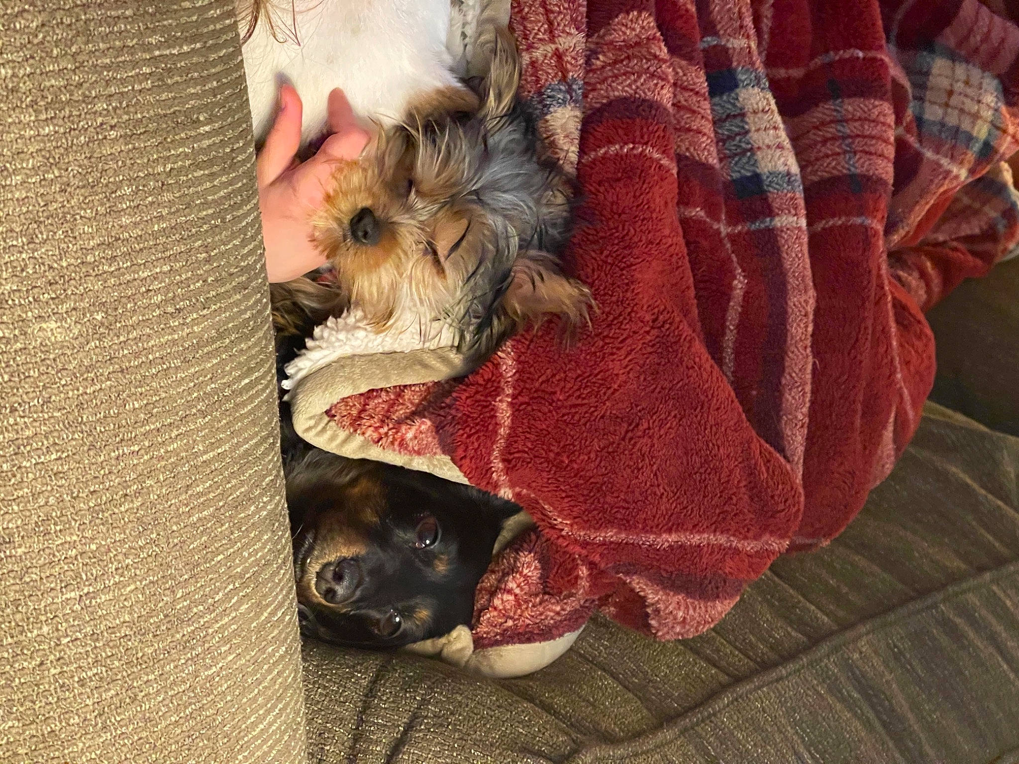 Rusti joined the competition — help win amazing prizes! canidae, carnivore, comfort, companion_dog, dog, dog_breed, dog_supply, fawn, fur, linens, liver, pattern, paw, small_terrier, snout, sporting_group, terrier, toy_dog, wood, working_animal