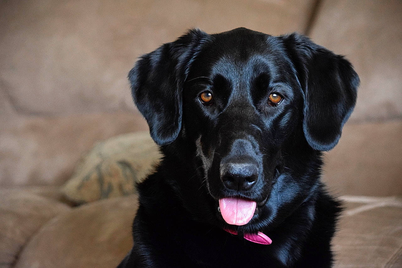 Reno is registered to the contest to win money with this photo: beagador, black, borador, canidae, carnivore, dog, dog_breed, flat_coated_retriever, hunting_dog, labrador_retriever, mammal, nose, patterdale_terrier, pointing_breed, puppy, retriever, snout, sporting_group, vertebrate, whiskers