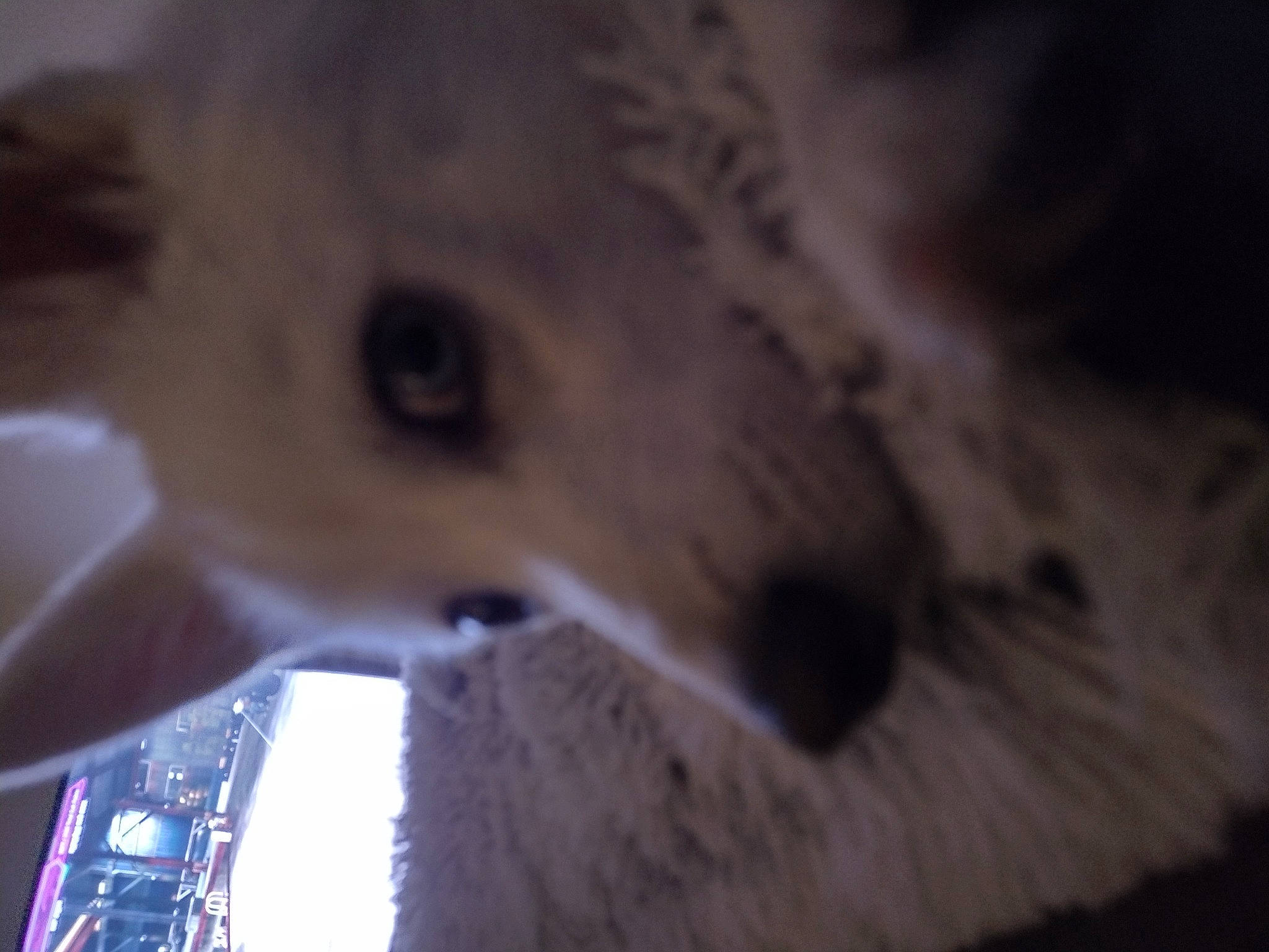 Lito is registered to the contest to win money with this photo: automotive_lighting, canidae, carnivore, darkness, dog_breed, electric_blue, felidae, fur, jaw, macro_photography, midnight, musical_instrument, small_to_medium_sized_cats, snout, snow_leopard, terrestrial_animal, tree, whiskers, wildlife