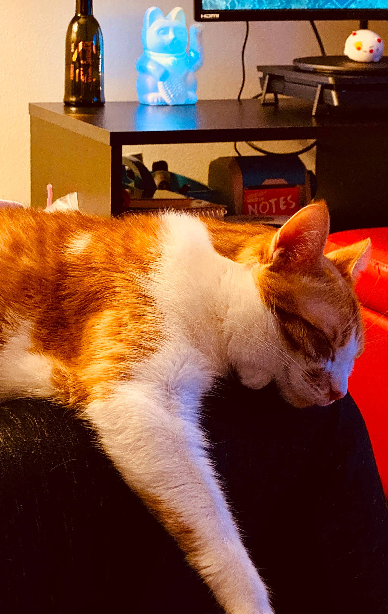 Bubby is registered to the contest to win money with this photo: carnivore, cat, comfort, desk, domestic_short_haired_cat, felidae, flooring, fur, home_appliance, houseplant, lamp, light, light_fixture, lighting, paw, room, small_to_medium_sized_cats, tail, whiskers