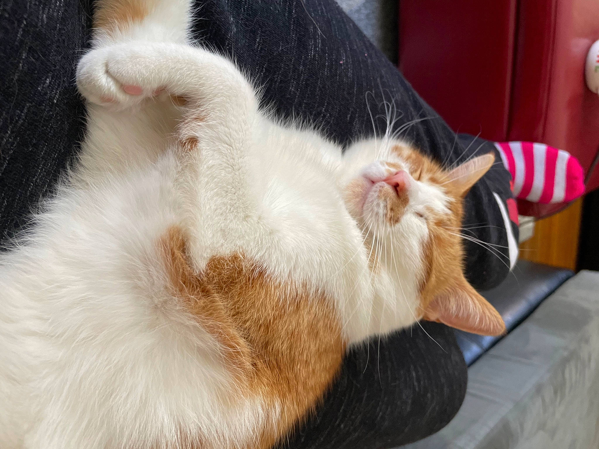 Bubby joined the competition — help win amazing prizes! carnivore, cat, claw, comfort, domestic_short_haired_cat, felidae, fur, human_leg, mechanical_fan, nap, paw, small_to_medium_sized_cats, snout, tail, whiskers