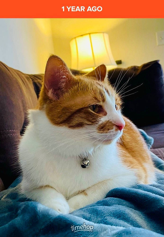 Bubby joined the competition — help win amazing prizes! carnivore, cat, collar, comfort, domestic_short_haired_cat, fawn, felidae, fur, linens, paw, photo_caption, rectangle, sitting, small_to_medium_sized_cats, snout, tail, whiskers