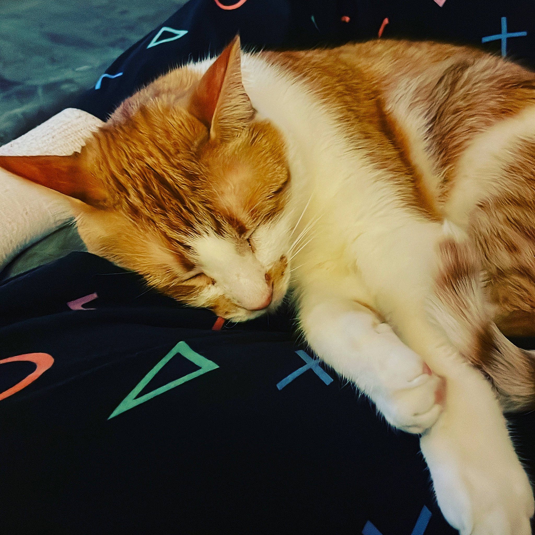 Bubby joined the competition — help win amazing prizes! carnivore, cat, comfort, cool, ear, eye, felidae, gesture, head, human_leg, lap, leg, paw, small_to_medium_sized_cats, snapshot, snout, tail, vertebrate, whiskers, window