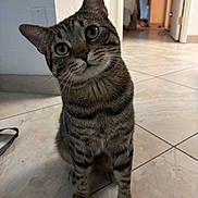 Chip is registered to the contest to win money with this photo: cat, tabby, pet, indoor, tile_floor, curious, head_tilt, whiskers, ears, eyes, fur, striped, animal, domestic_cat, floor, hallway, background, blur, sitting, curiosity