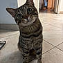 cat, tabby, pet, indoor, tile_floor, curious, head_tilt, whiskers, ears, eyes, fur, striped, animal, domestic_cat, floor, hallway, background, blur, sitting, curiosity