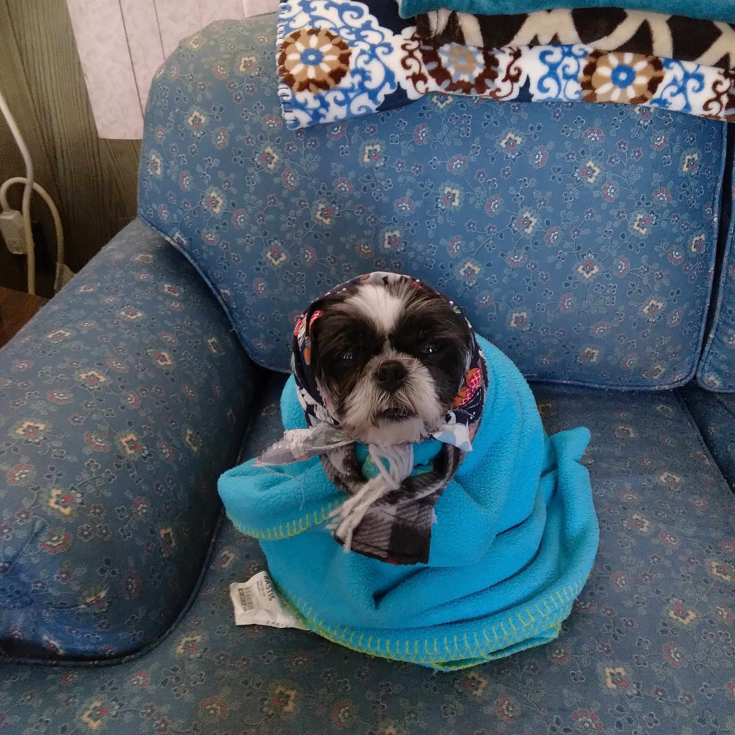 Oreo joined the competition — help win amazing prizes! dog, blanket, scarf, blue_couch, patterned_fabric, indoor, pet, cozy, wrapped, small_dog, sitting, fur, face, comfort, home, furniture, warm, resting, cute, animal