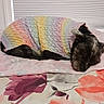 dog, sleeping, sweater, knitwear, pastel_colors, bed, blanket, floral_pattern, indoor, pet, resting, cozy, cute, small_dog, fur, animal, comfort, domestic, relaxing, home