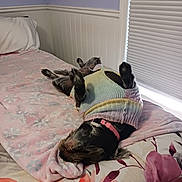 Princess Rosalynn joined the competition — help win amazing prizes! dog, bed, blanket, sweater, floral, pastel, sleeping, upside_down, collar, indoor, relaxed, furniture, pillow, room, cozy, pet, animal, resting, textile, comfort